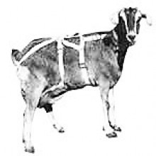 Udder Support