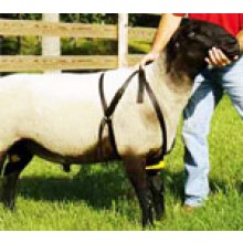 Marking Harness