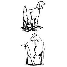Rubber Stamps