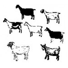 Goat Pins