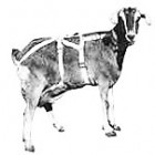 Udder Support