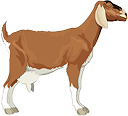 goat