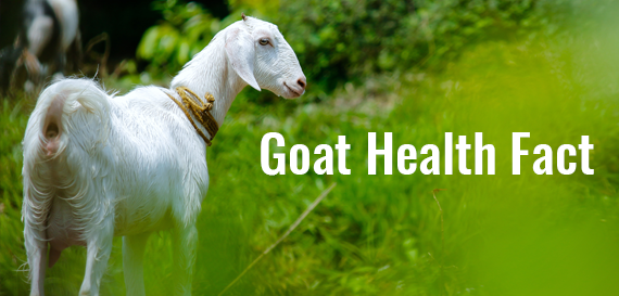Goat Health Facts