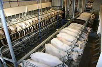 Milking Machines